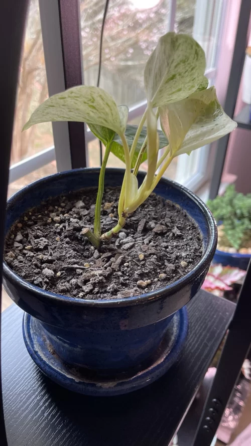 Common Pothos Growing Mistakes 1