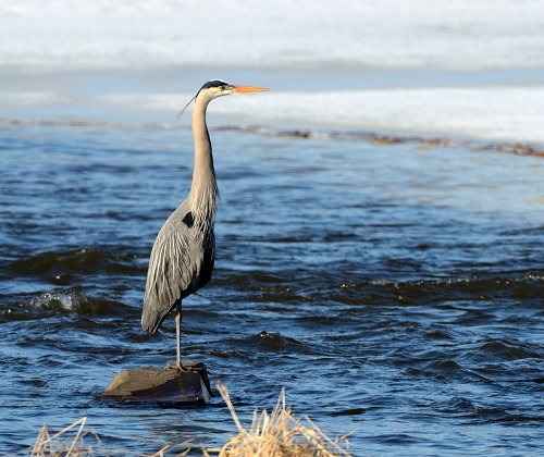 What Does It Mean When You see a Heron 3