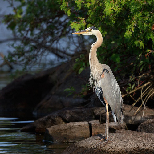 What Does It Mean When You see a Heron 1