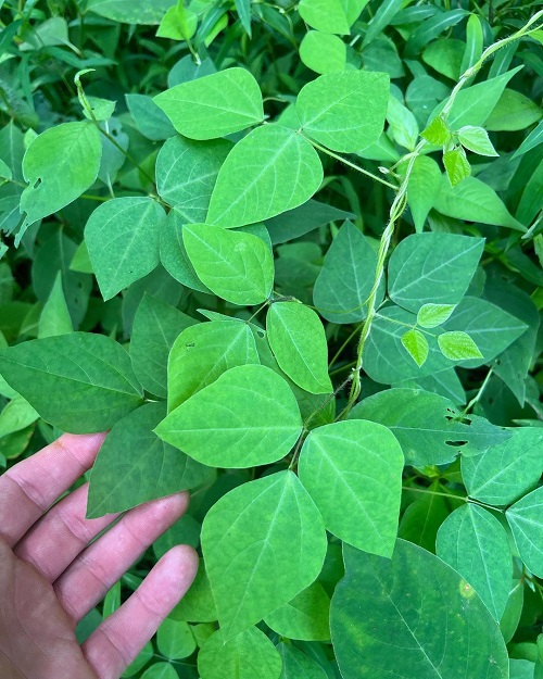 Hog Peanut vs. Poison Ivy