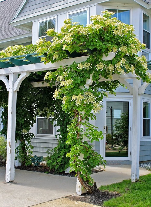 Vines with Red Stems and 5 Leaves 5