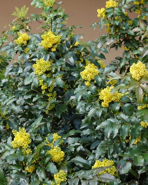 oregan grapes with Prickly Leaves 11