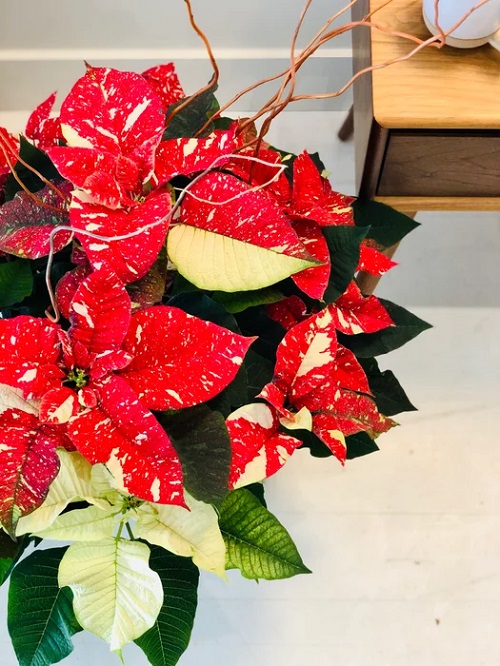  Adjust the Light of poinsettias 3 