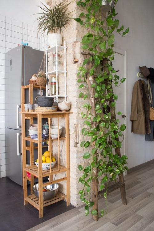 Ways to Grow Pothos in the Kitchen 13