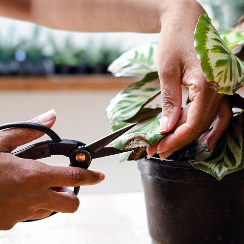 Plant Spa Day Routine