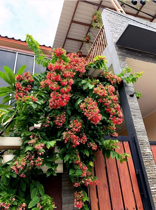 Vines with Pink Trumpet Flowers 3