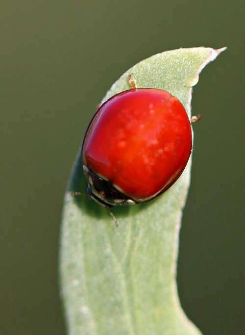 Ladybug With No Spots Spiritual Meaning 11