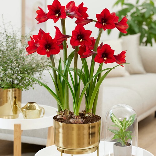 Amaryllis Colors 1