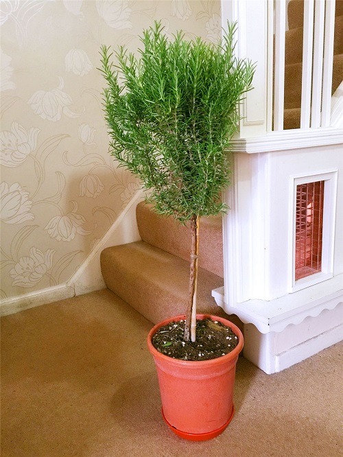 How to Grow Rosemary as a Tree