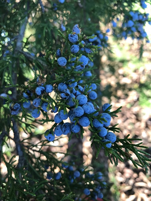 juniper pricky leaves plant 14