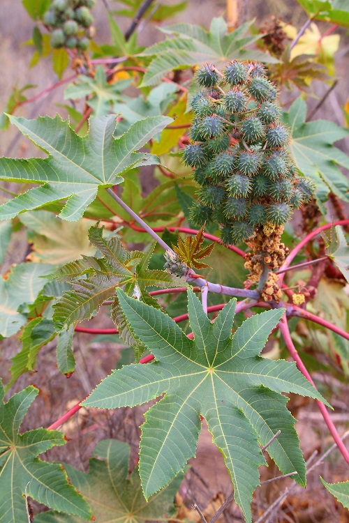 Castor Bean with red wine