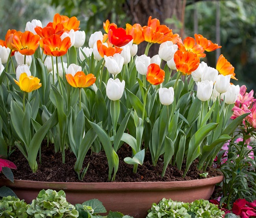 Flowers That Look Like Poppies 3