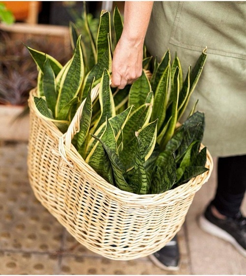 How to Get and Grow Snake Plant for Free