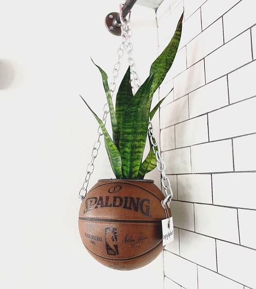 Snake Plant in Hanging Basket 6