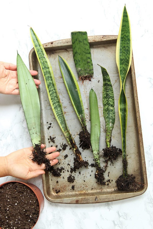 How to Get and Grow Snake Plant for Free 3