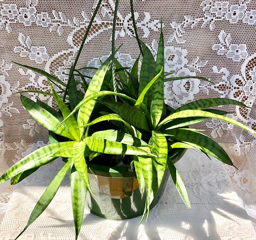 Snake Plant in Hanging Basket 3