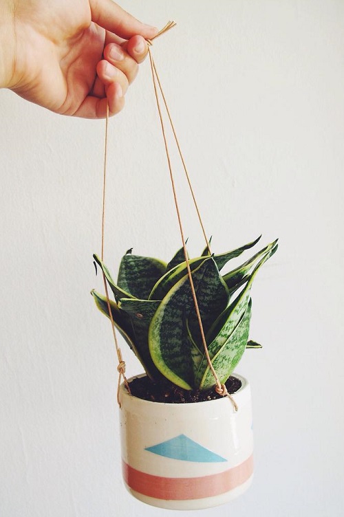 Snake Plant in Hanging Basket 2