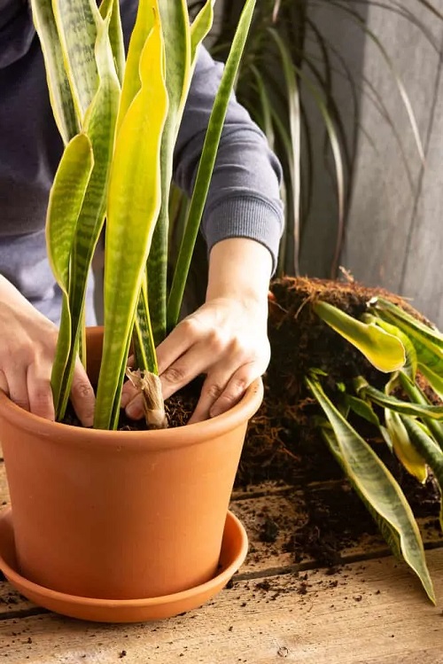 Snake Plant Leaves Falling Over 2