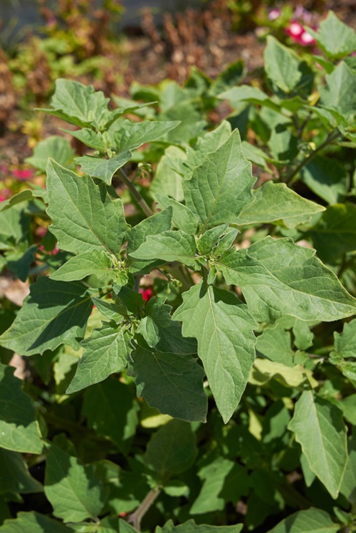 Weeds That Look Like Squash Plant 1