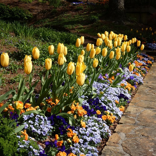 How Long Do Tulips Bloom 1