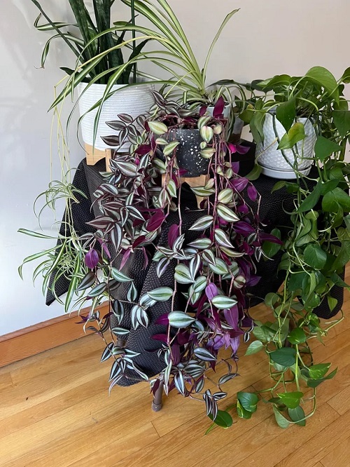 Purple Trailing Plants