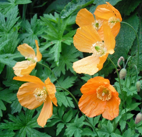 Flowers That Look Like Poppies 12