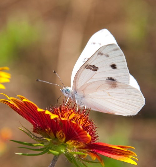 What Does It Mean to Cross Paths with a Butterfly 3