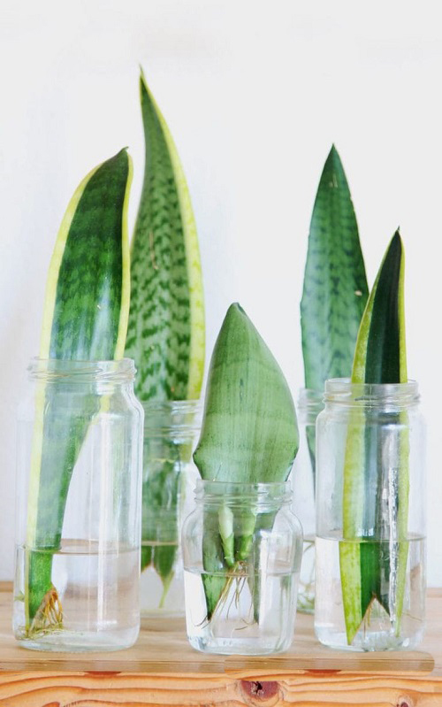 Snake Plants in Jar