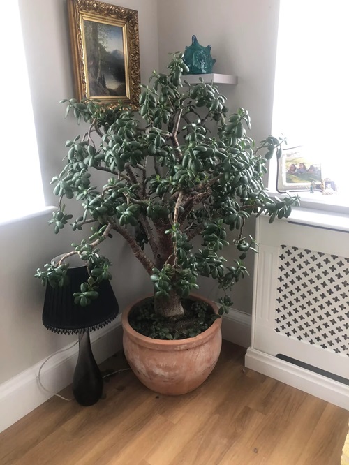 100 Years Old Indoor Plants 1