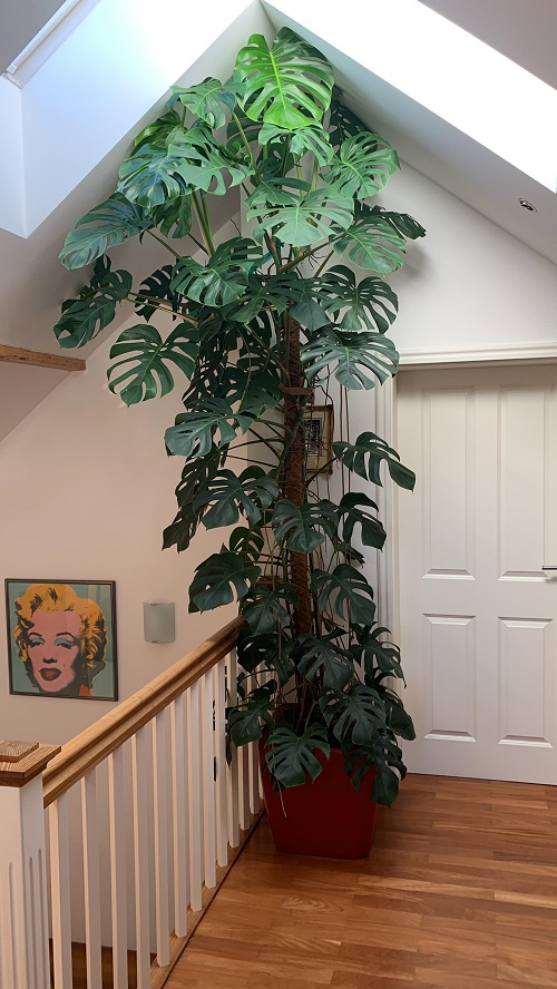 Monstera on landing wall