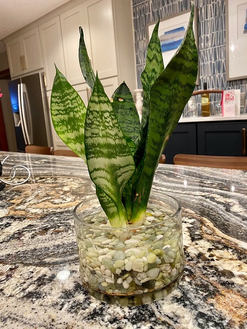 Snake Plants in Jar in kitchen