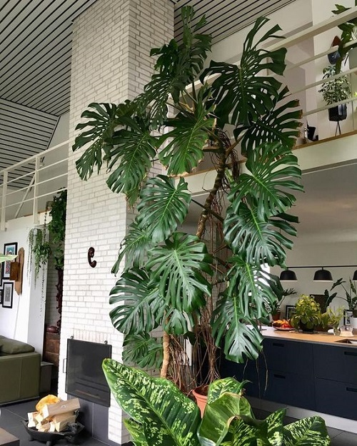 Monstera for living room decor