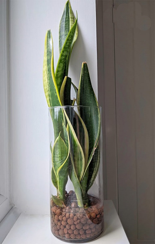 snake plant in large pot