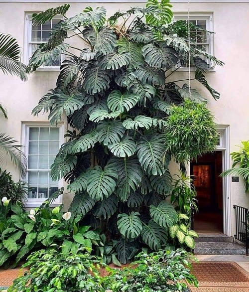 Monstera for entrance