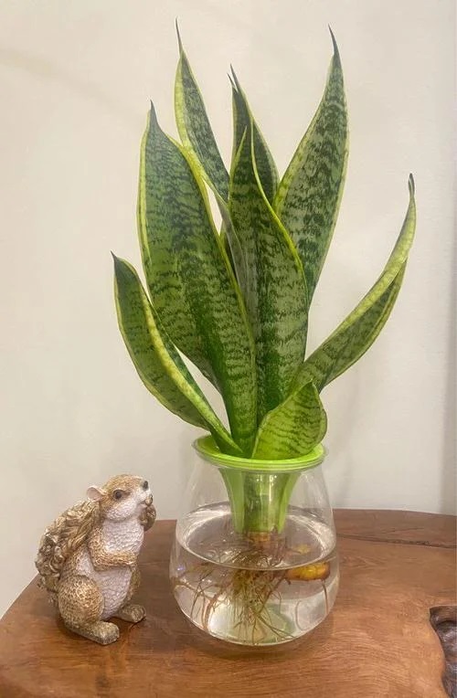 Snake Plants in Jar as table centerpiece