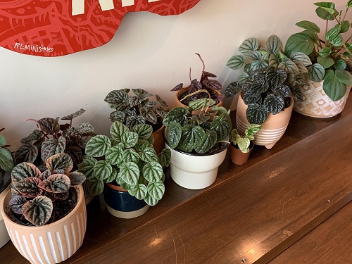 Peperomia Garden