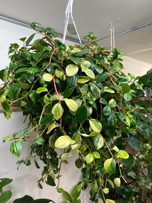 Peperomia plant dark green foliage