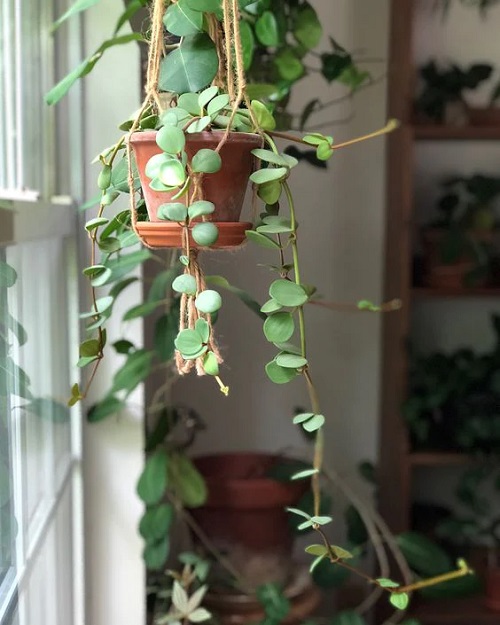 Peperomia in hanging terracota pot