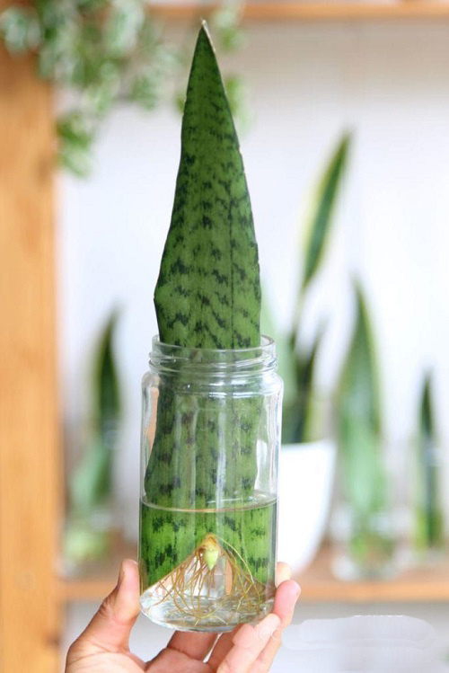 Snake Plants in Jar 2