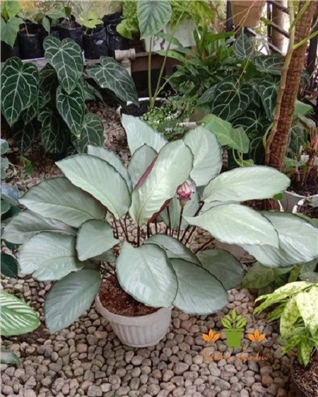 Silverplate Roseopicta Calathea