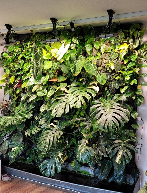 Monstera jungle wall