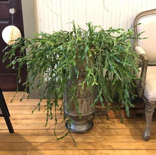 Easter Cactus in living room 5