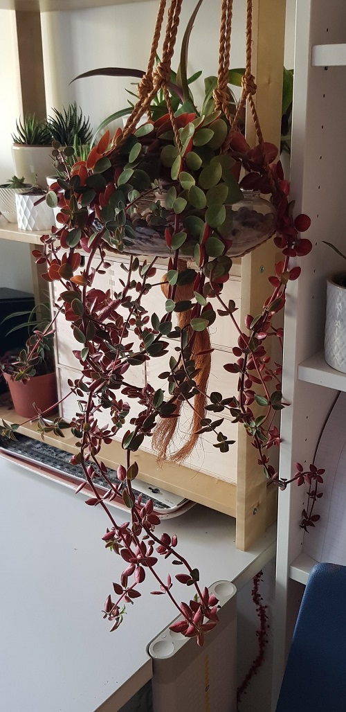 peperomia Hanging Pot