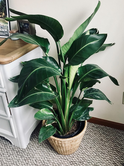 Like Peace Lily plants 7