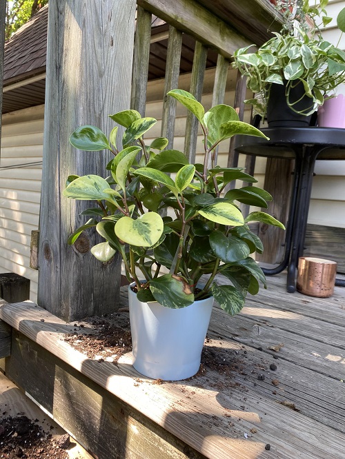 Peperomias on porch stairs