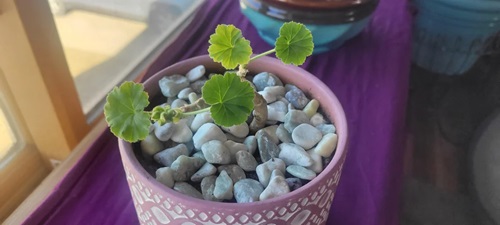 Geranium potted plant 7