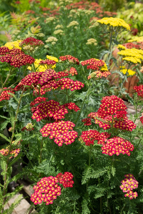 yarrow Flowers That Represent Strength