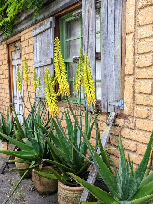 aloe vera flower for strength