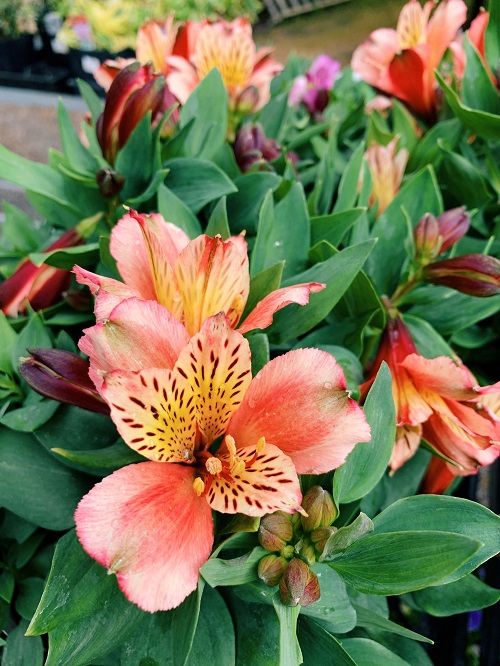 Inca ‘Husky’ Peruvian Lily IN Peach