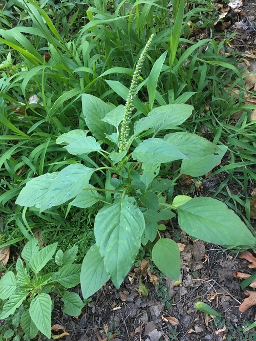 Lambsquarters like plant